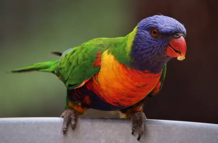 Smakołyki dla papug – odznacz się różnorodnością w diecie swojej papugi
