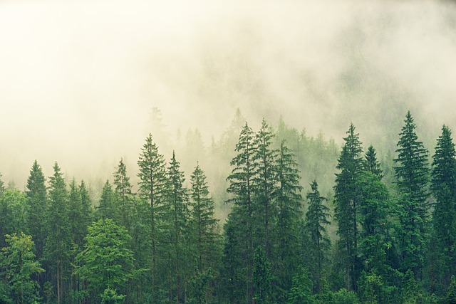 Sosna: Wieloletnia władczyni lasów i jej znaczenie dla ekosystemu